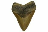 Fossil Megalodon Tooth - North Carolina #328008-1